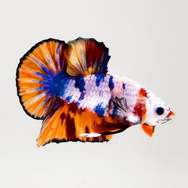 INDO•THAI.BELLICOSE?