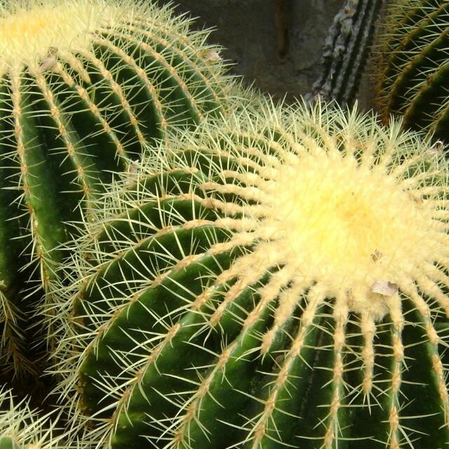 Cactus &amp;  Sussulent??☘️??,