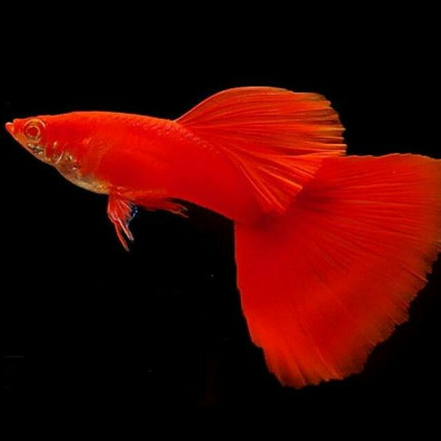 NILGIRI AQUA GUPPIES