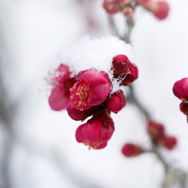 Blood Volunteers Society