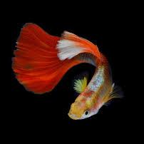 ??GUPPY karunaguappally ?