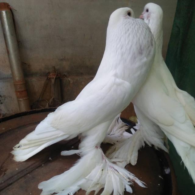 kabutar🕊️🕊️🕊️lover