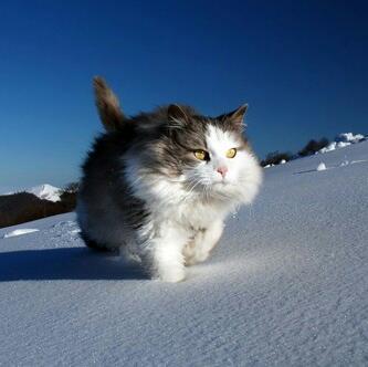 Cats and everything cute