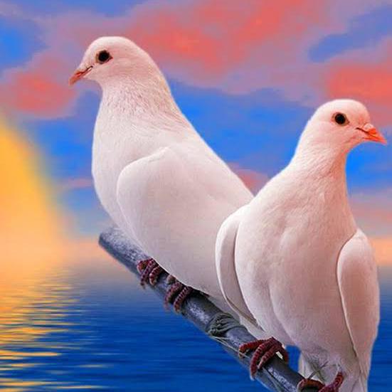 ❤اسلام🌿کی🌻باتیں❤