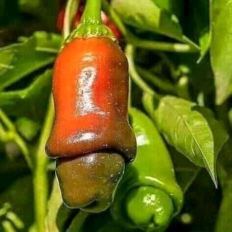 Chains the super group ??