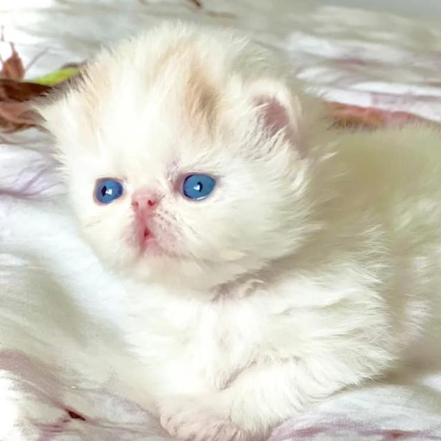 Ř?ђмᗩ? Ⓑ?ᑎ Ŧα尺Ⓘ?