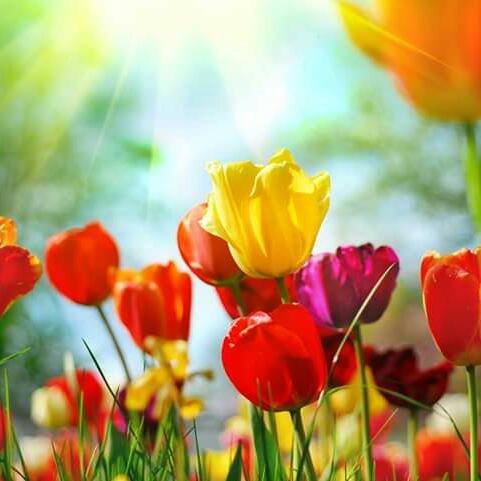 Love Is Life