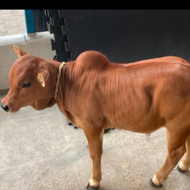 पशु पालन🤚Repeat Breeding