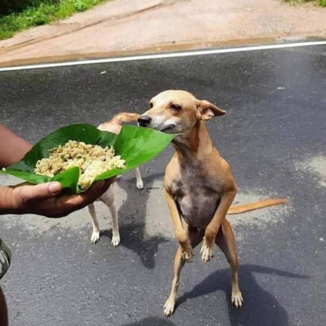 ❤☝🙏ලංකා🌹🌿එකෙන්ම🙏
