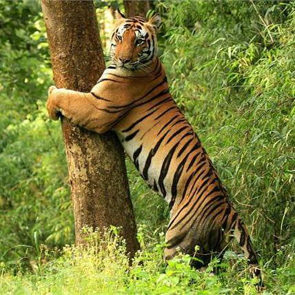 🌳रामगढ़ अभ्यारण विषधारी🌳