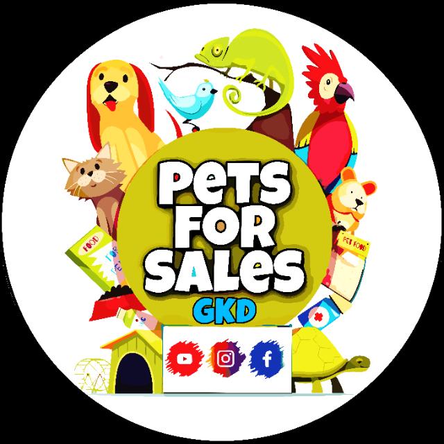 PETS FOR SALES GKD