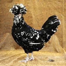 Pure all fency hens and C