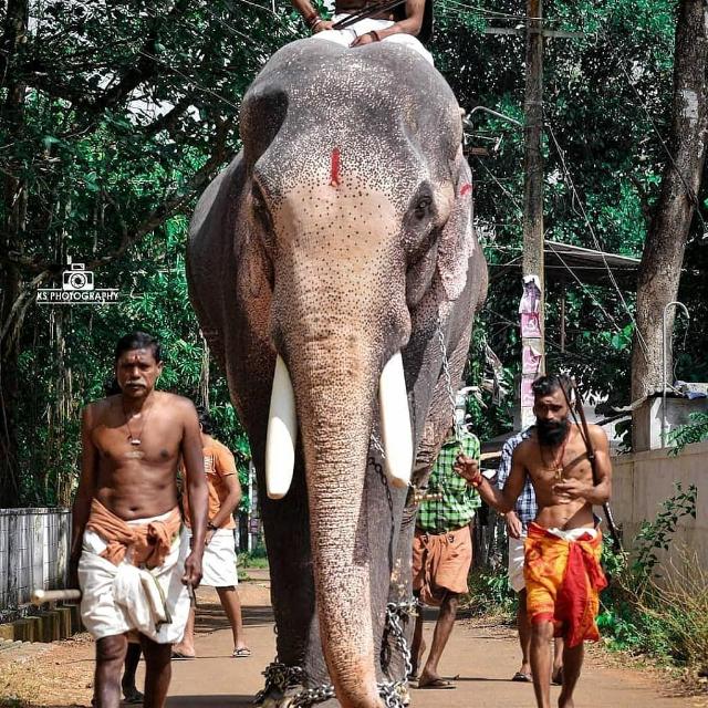 ?? ആന പ്രേമികൾ ??