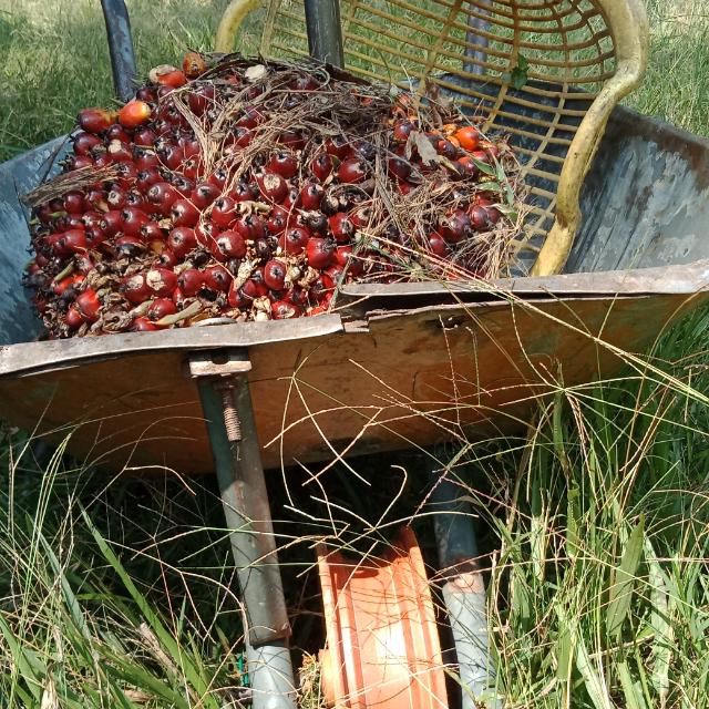 FaceCast screen record ss