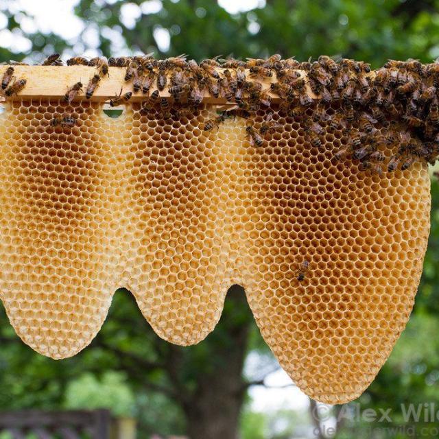 SL.Honey with bebhive 
?