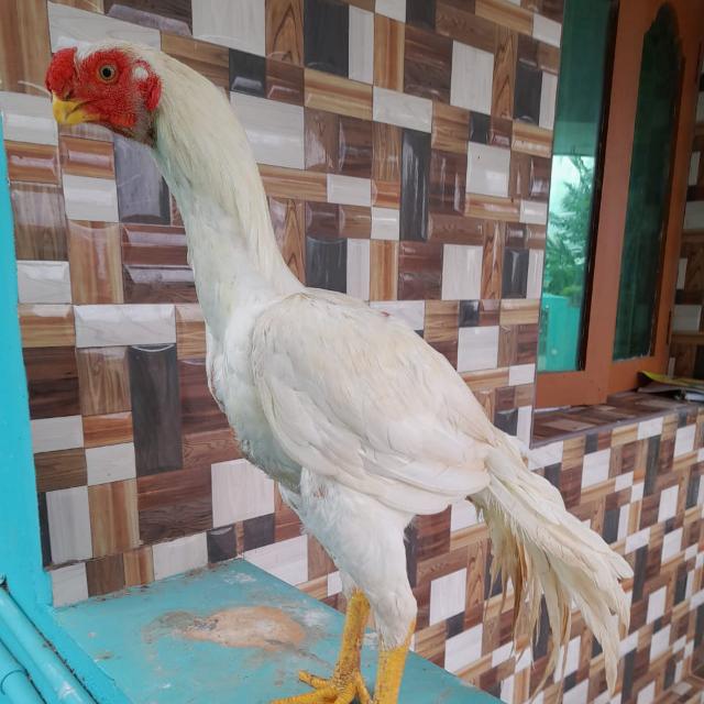 Thanji vapoor savel sanda