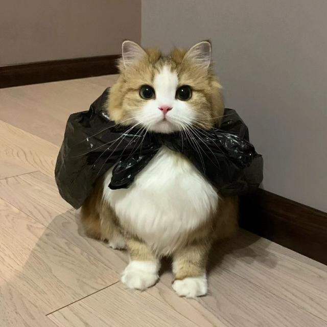 GC STOK GG || AQUA ¹