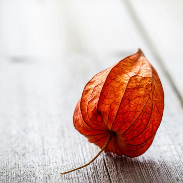 ☸️Sabban pahaya gamaniyan☸️