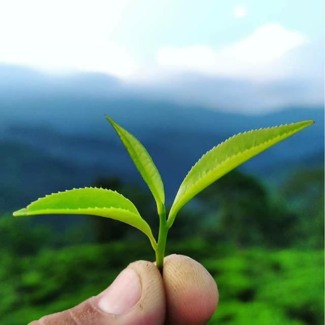 Siliguri Tea Report.