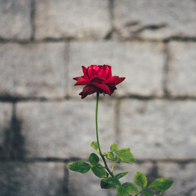 ආදරේ නවාතැන