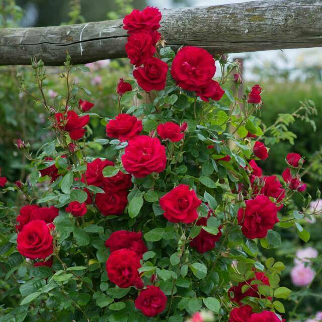 Khush raho hamaishah