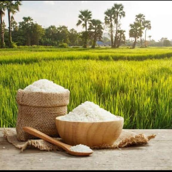 Rice &Paddy Market