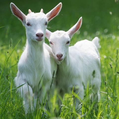 All Pakistan Goat Farmer