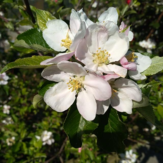 For online work 620138937