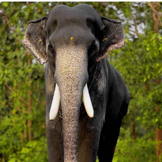 🥰🐘ആനപ്രേമികൾ🐘🥰