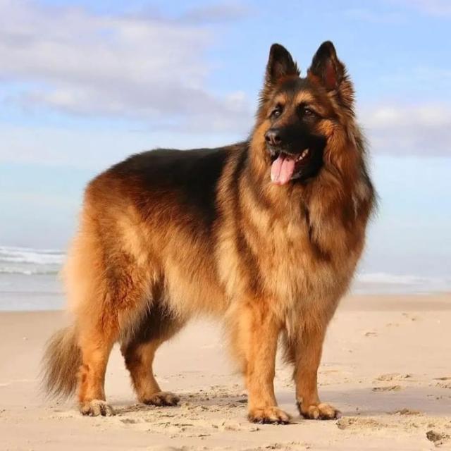 ?German Shepherd blog?