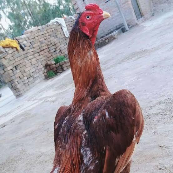 ❤?سیالکوٹ?❤بھاگووال?پنجاب