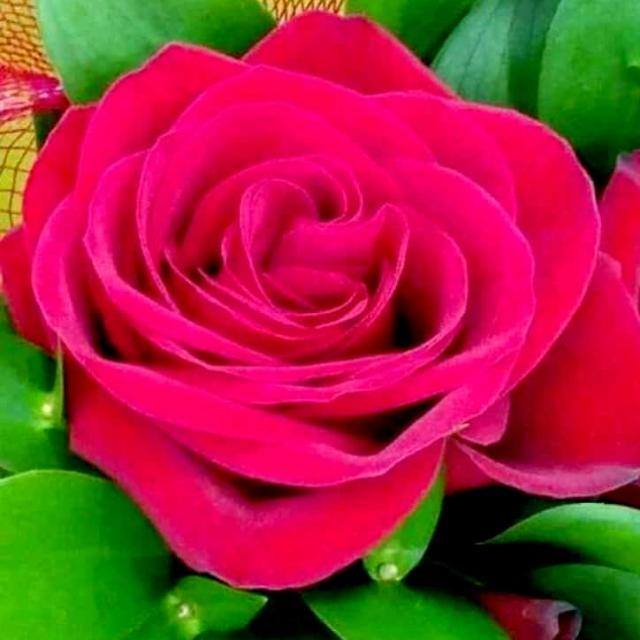 Hello yar
