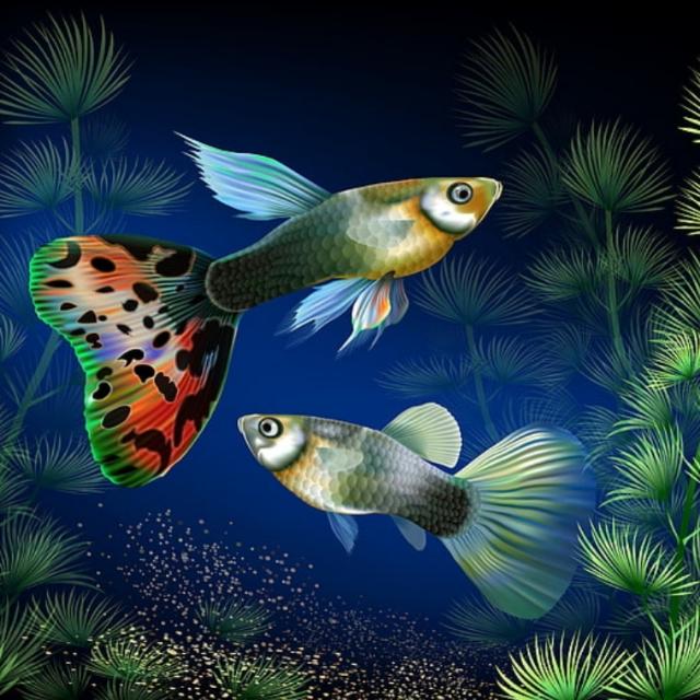 Guppy world🔥