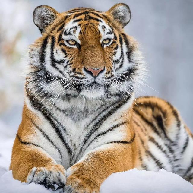 PLEASE DONT FOLLOW SATANf