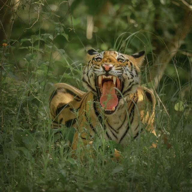 ?BASTAR TIGER?