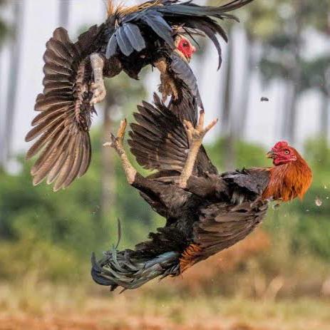 TIRUPUR  _ASEEL _BREEDEERS??