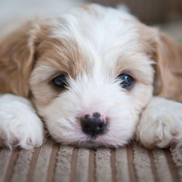 ??????? ? ? ? ?????? ??