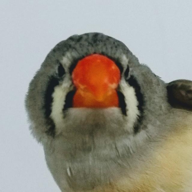 Zebra Finch World