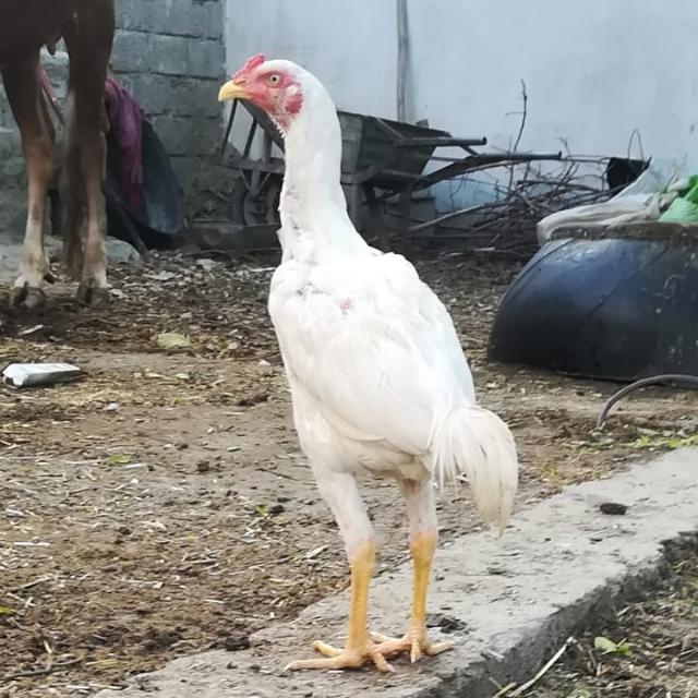 Darama group sand kro