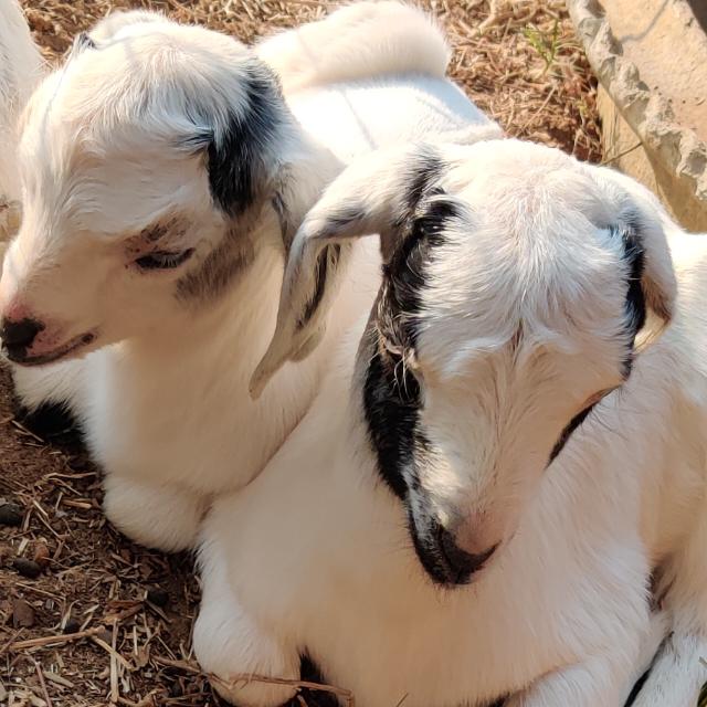 Universal goats solutions