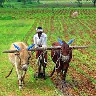🍓🍉शेतकरी संघटना🌾☘️🌻