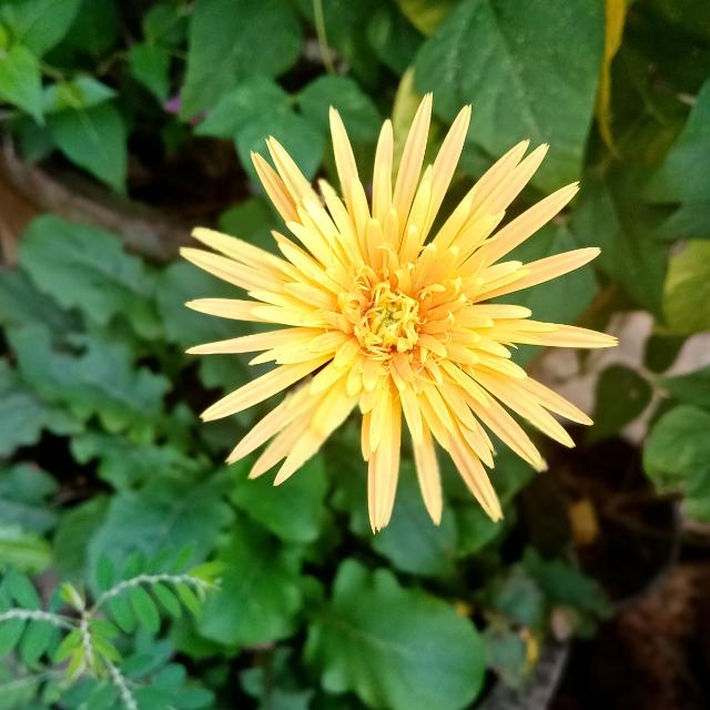 තනිකඩයො.
