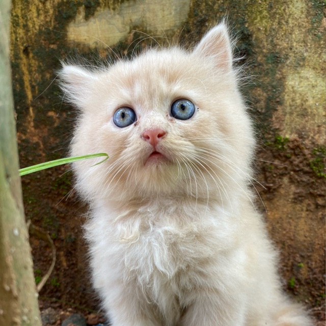 Pet Bazaar Kerala🐾