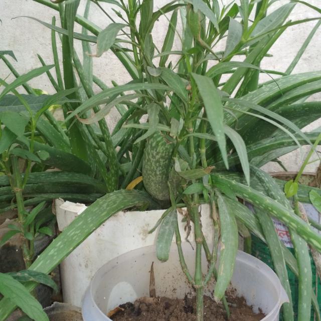 कृषि किसान एग्रोकल्चर🌱🌱🌱