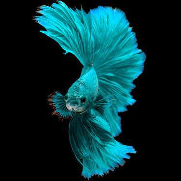 ലേലം Guppy & Bettas3⃣ 🐠🐟