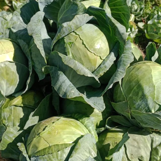 Online sell fresh vegetables ?