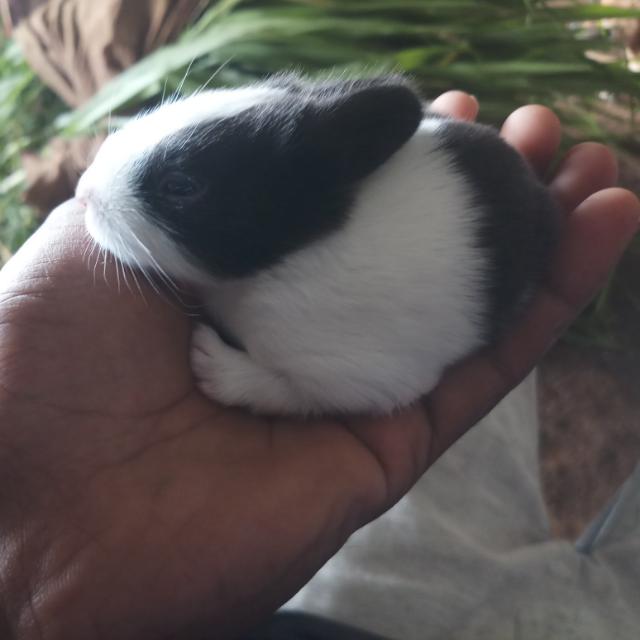 தி.மலை முயல் பண்ணை ?