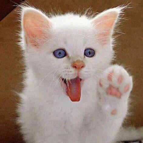 Echolink Receiver link ?