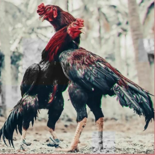 ? Majha. Block.Aseel pb46?