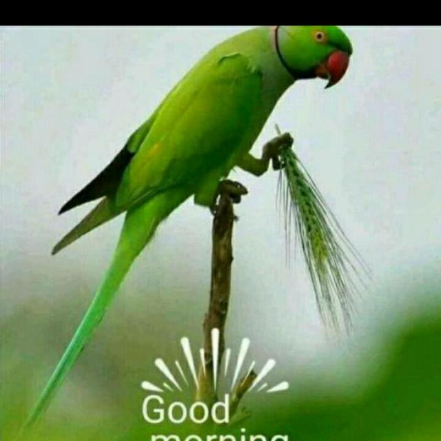 gaмιng cнaт coммυnιтy